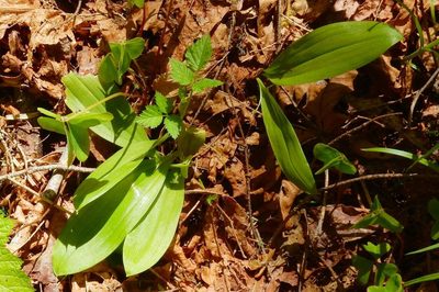 Scoliopus hallii, photographed by Ed Alverson