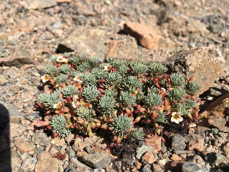 Oxalis caesia, photographed by Matt Berger