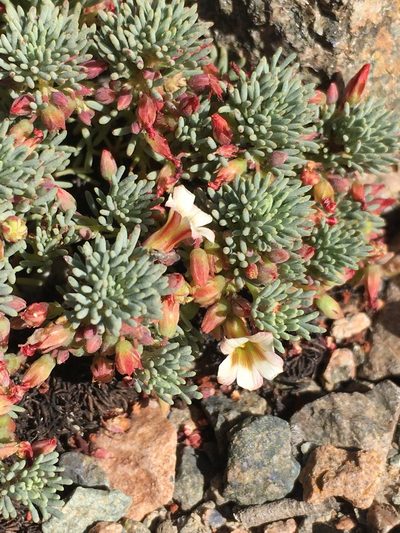 Oxalis caesia, photographed by Matt Berger