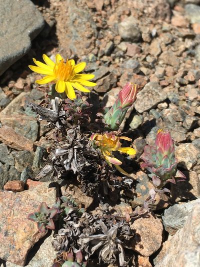 Chaetanthera glabrata, photographed by Matt Berger