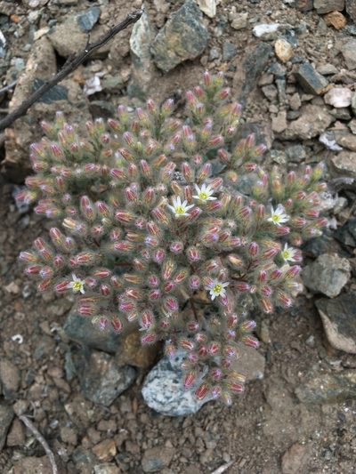 Malesherbia humilis, photographed by Matt Berger