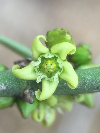 Diplolepis viridis, photographed by Matt Berger