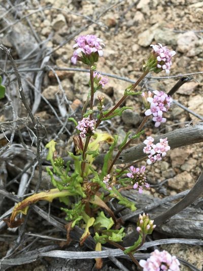 Polyachyrus annuus, photographed by Matt Berger