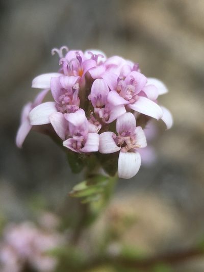 Polyachyrus annuus, photographed by Matt Berger