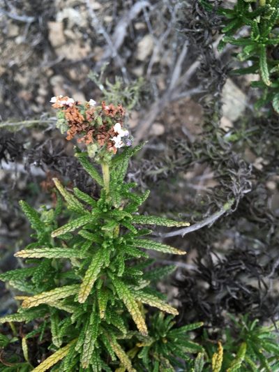 Heliotropium taltalense, photographed by Matt Berger
