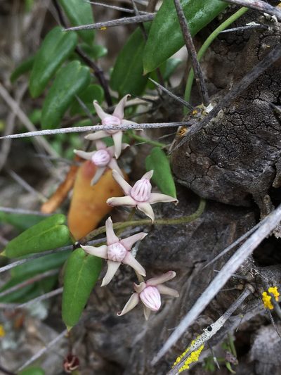 Diplolepis boerhaviifolia, photographed by Matt Berger