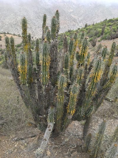 Eulychnia taltalensis, photographed by Matt Berger