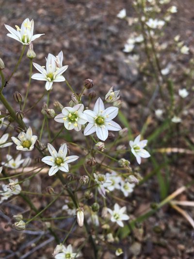 Oziroe biflora, photographed by Matt Berger