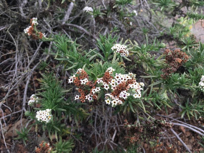 Heliotropium taltalense, photographed by Matt Berger