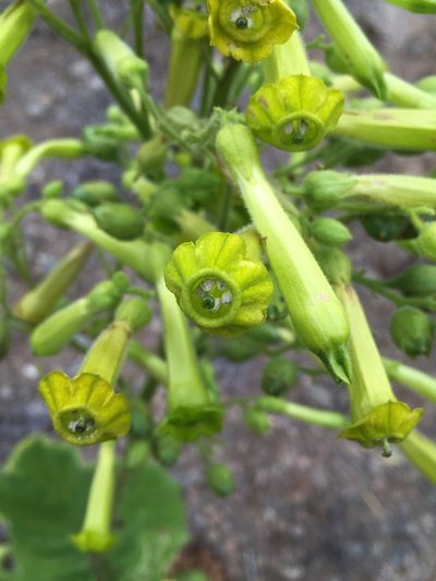 Nicotiana solanifolia, photographed by Matt Berger