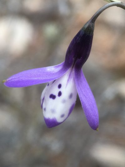 Conanthera campanulata, photographed by Matt Berger