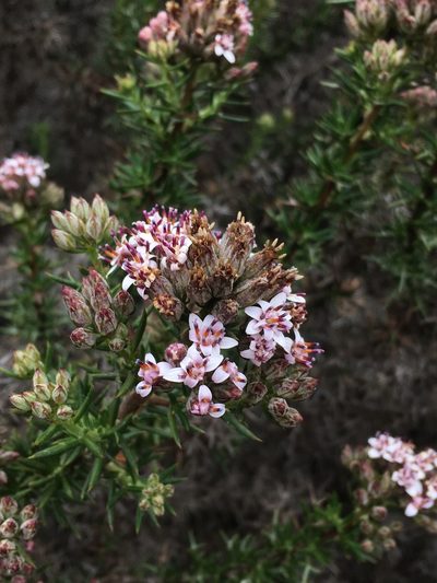 Oxyphyllum ulicinum, photographed by Matt Berger