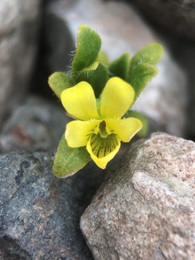 Viola polypoda, photographed by Matt Berger