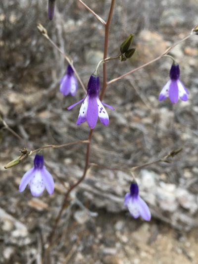 Conanthera campanulata, photographed by Matt Berger