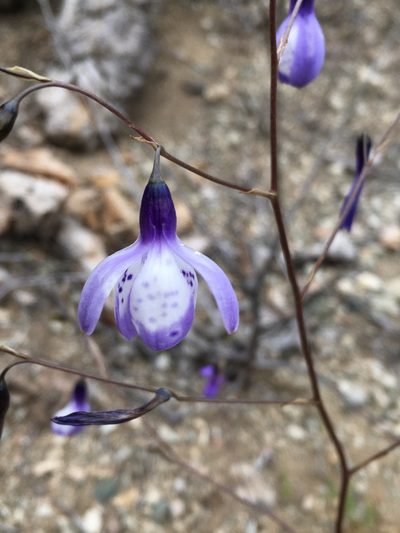 Conanthera campanulata, photographed by Matt Berger