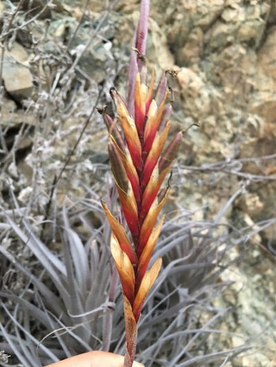 Tillandsia geissei, photographed by Matt Berger