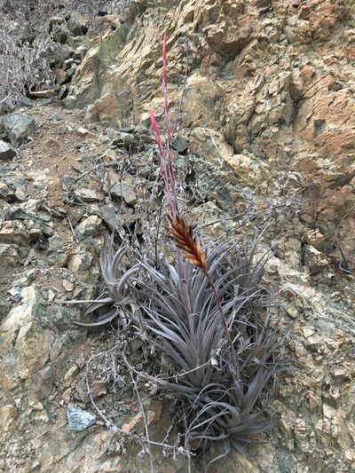 Tillandsia geissei, photographed by Matt Berger