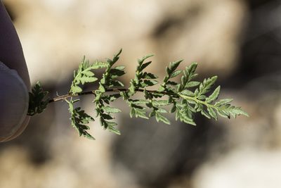 Myriopteris wrightii, photographed by Craig Martin
