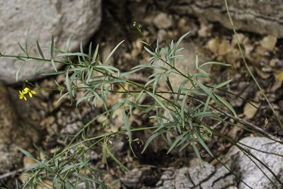 Coreocarpus arizonicus, photographed by Craig Martin