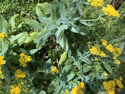 Senecio odoratus, photographed by Dylan Wishart