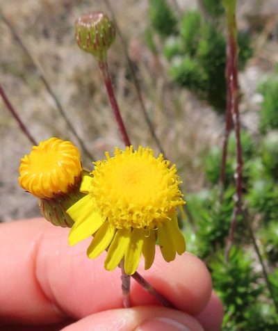 Senecio pillansii, photographed by linkie