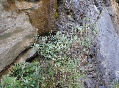 Brachyglottis laxifolia, photographed by Peter de Lange