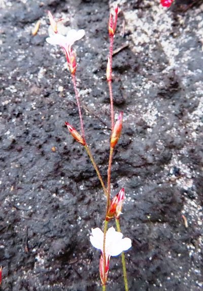 Limonium anthericoides, photographed by linkie