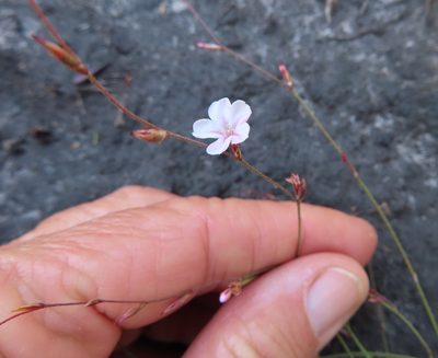 Limonium anthericoides, photographed by linkie
