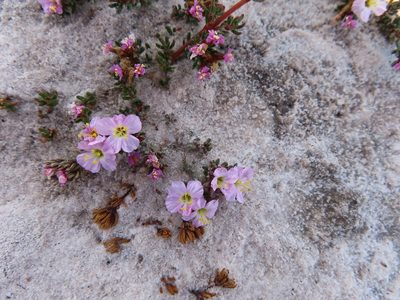 Frankenia repens, photographed by linkie