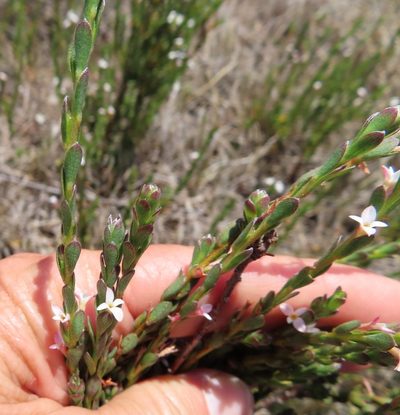 Gnidia spicata, photographed by linkie