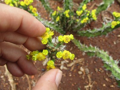 Euphorbia enormis, photographed by Michelle Pretorius