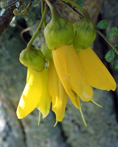 Sophora longicarinata, photographed by Peter de Lange