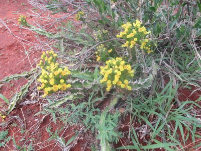 Euphorbia enormis, photographed by Michelle Pretorius