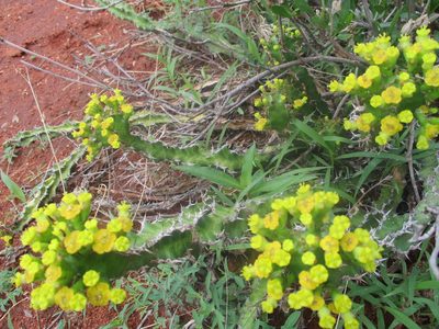 Euphorbia enormis, photographed by Michelle Pretorius