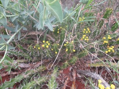 Euphorbia enormis, photographed by Michelle Pretorius