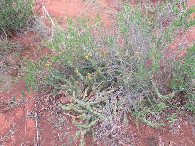 Euphorbia enormis, photographed by Michelle Pretorius