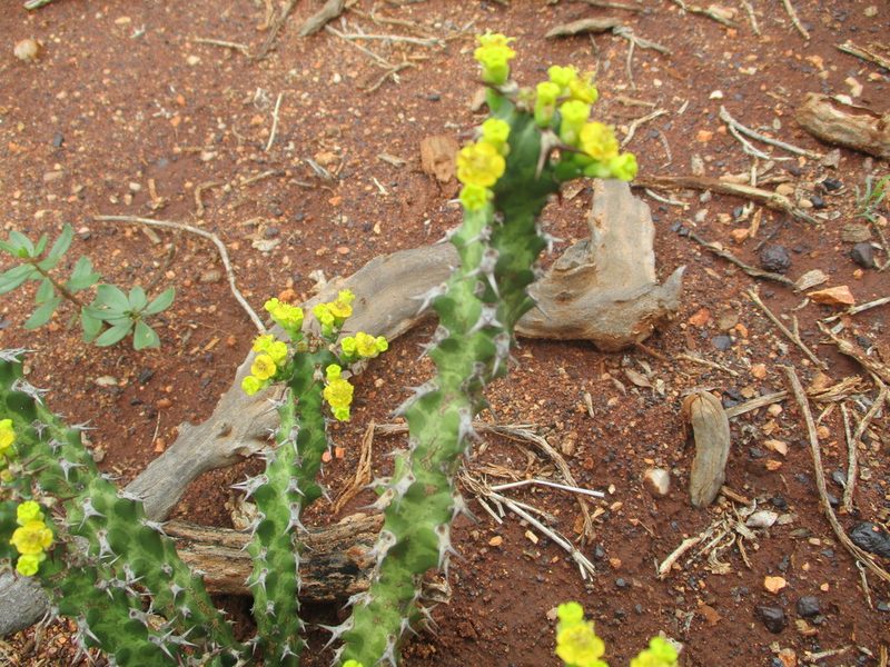 Euphorbia enormis, photographed by Michelle Pretorius