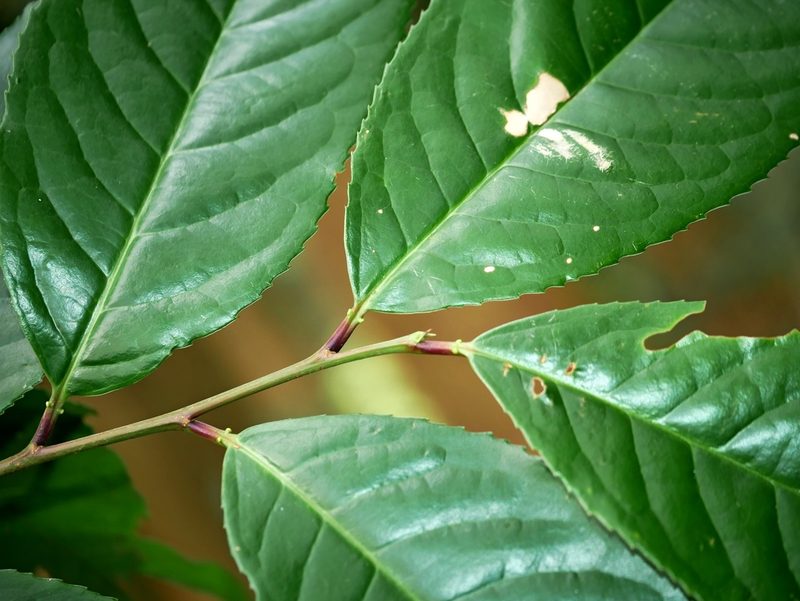 Prunus zippeliana, photographed by Jacy Chen
