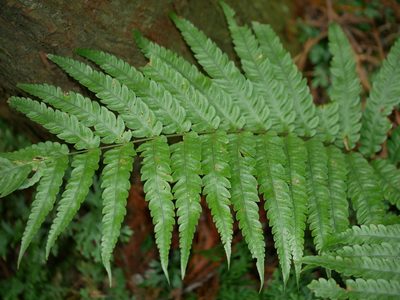Woodwardia japonica, photographed by Jacy Chen