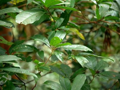 Sloanea dasycarpa, photographed by Jacy Chen