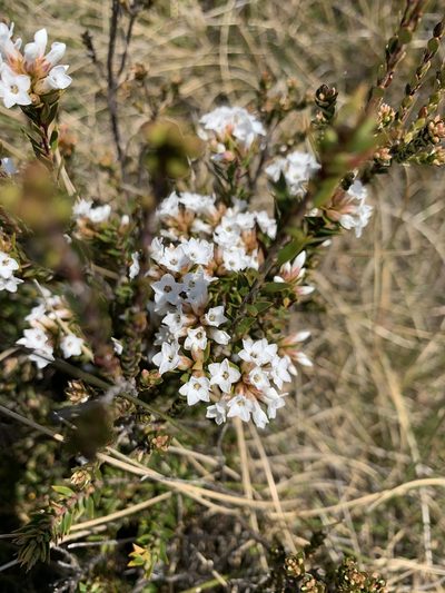 Epacris paludosa, photographed by Guy Taseski