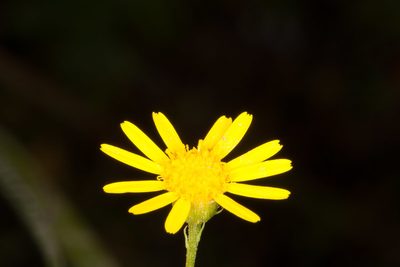 Jacobaea delphiniifolia, photographed by Drepanostoma