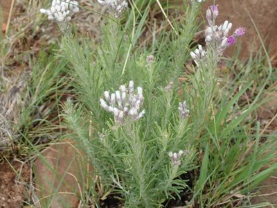 Hilliardiella capensis, photographed by Peter Warren