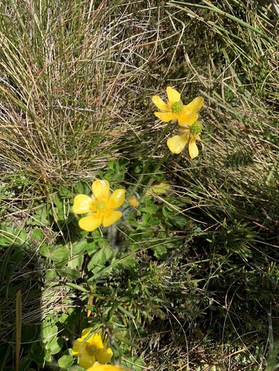 Ranunculus graniticola, photographed by Guy Taseski