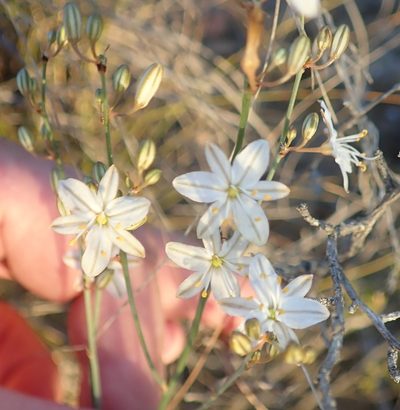 Chlorophytum crispum, photographed by Nicola van Berkel