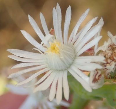 Ruschia multiflora, photographed by Nicola van Berkel