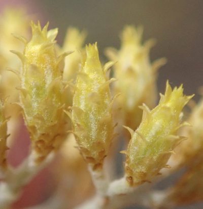 Helichrysum excisum, photographed by Nicola van Berkel