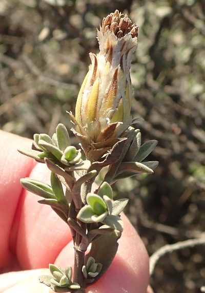 Pteronia membranacea, photographed by Nicola van Berkel