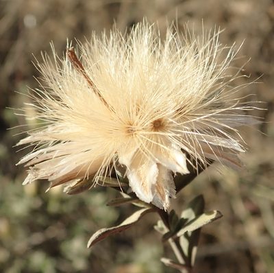 Pteronia membranacea, photographed by Nicola van Berkel