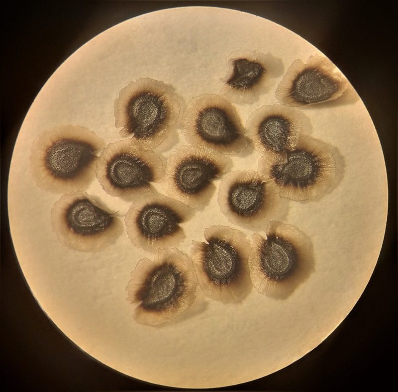 Spergularia pazensis, photographed by Alfredo F. Fuentes Claros